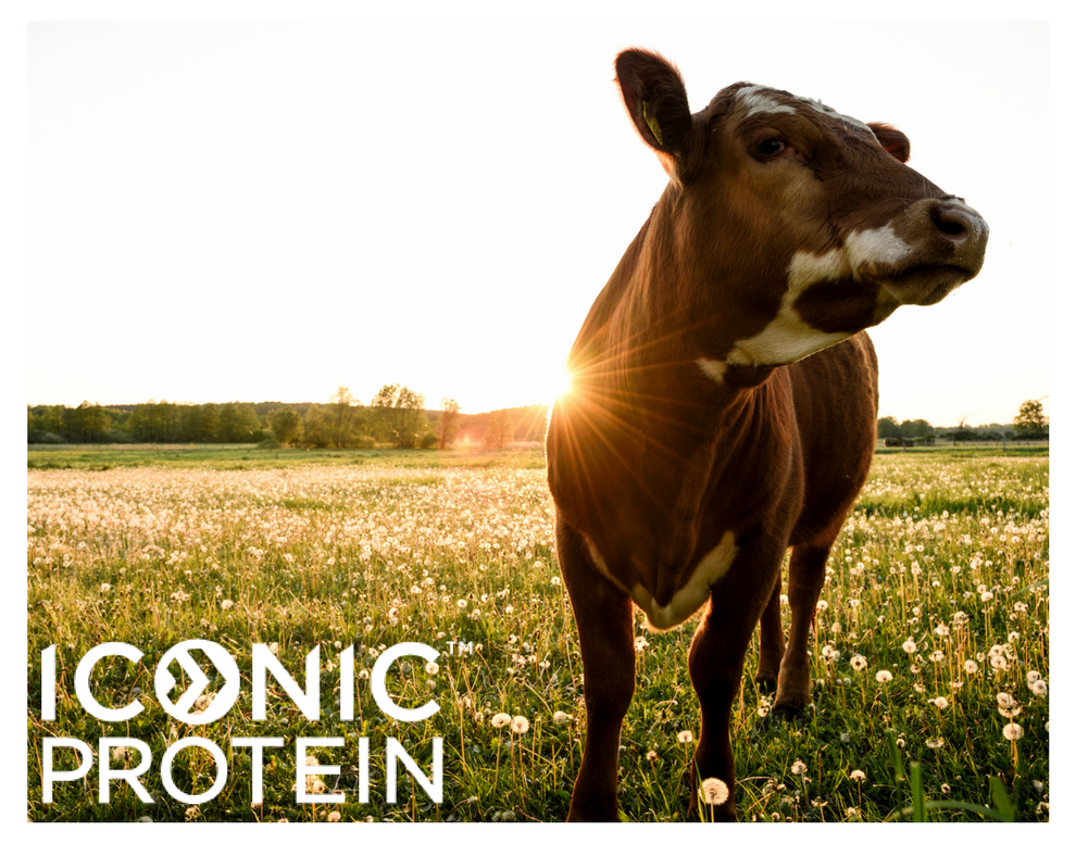 grass fed food iconic protein